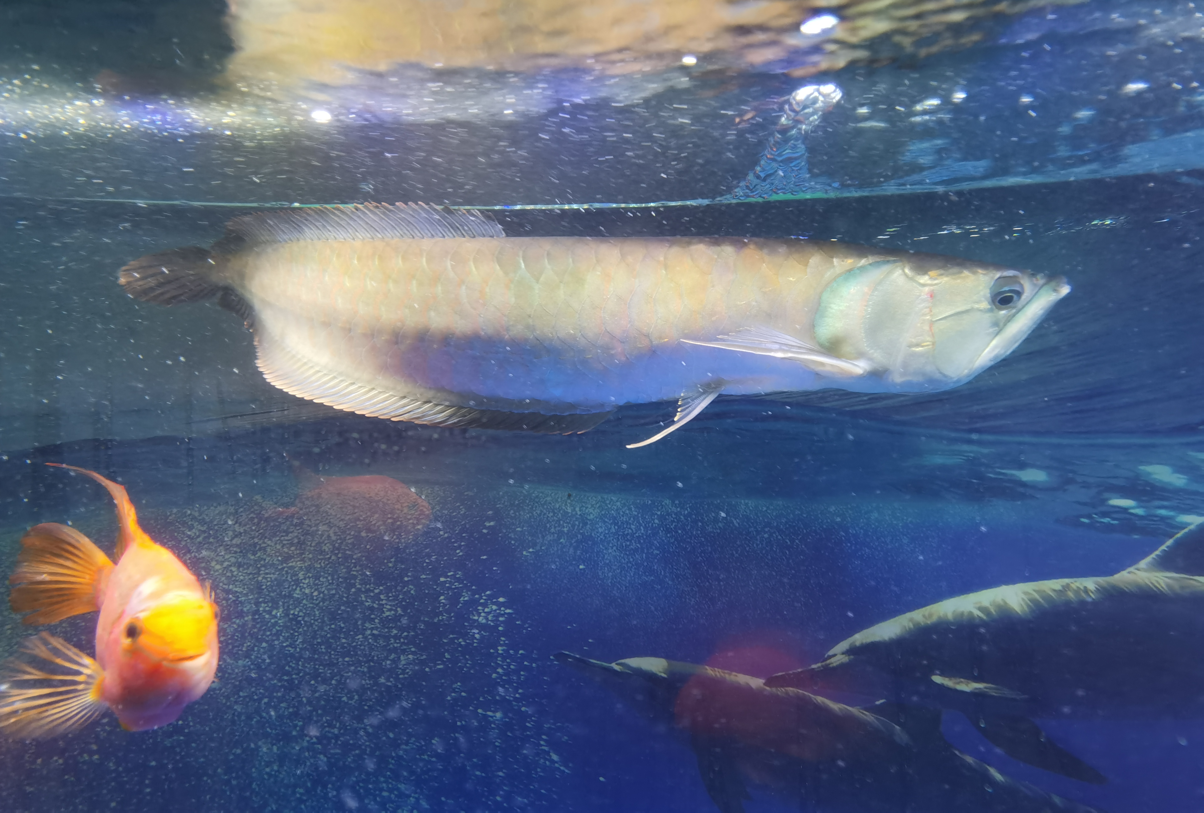 水族灯