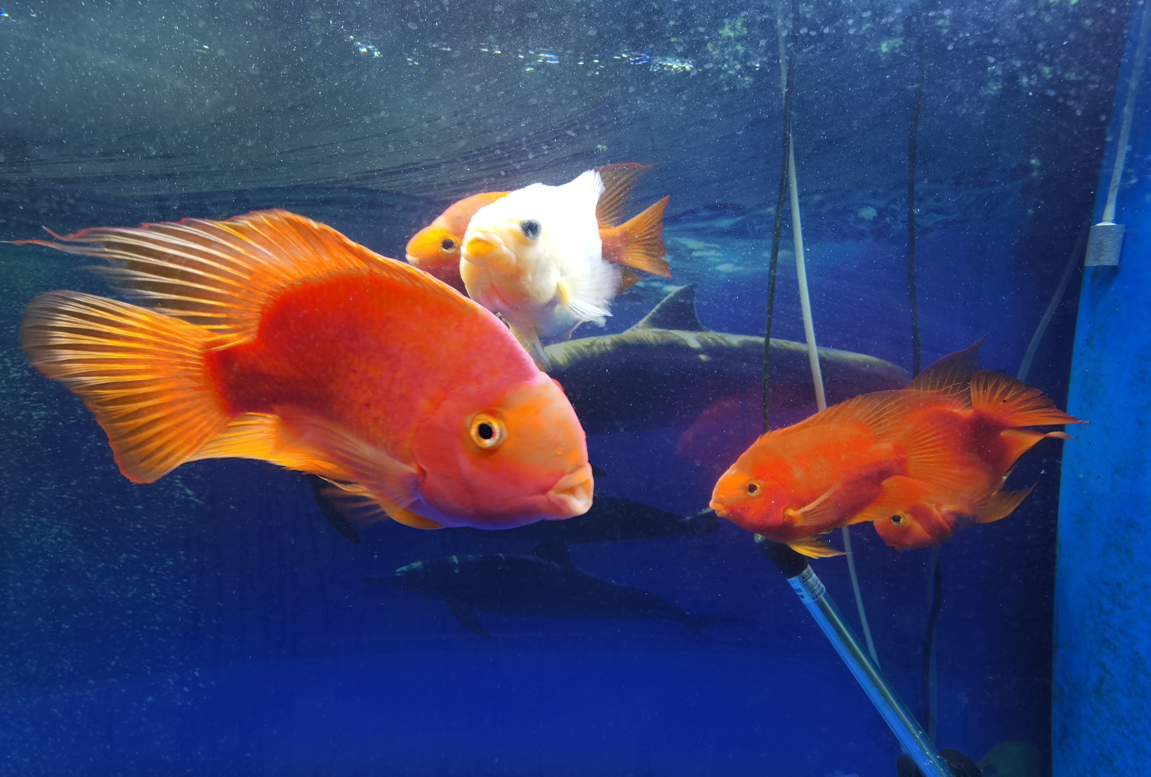 水族灯