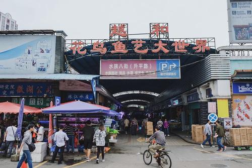 塘沽花鸟鱼虫市场图片